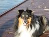Shetland sheepdog Olliver [Tidl. hund]