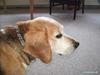 Blanding af racer Tayson<3 †R.I.P† [ Himmelhund]