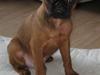 Griffon petit brabancon ** Nalle **