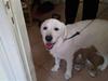 Golden retriever Sindy * min Farmor's *