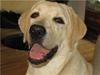 Labrador retriever Cato