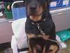 Rottweiler Logan