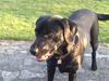Labrador retriever Freja