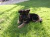 Schæferhund kenzo <3 [ Himmelhund]