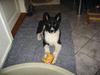Karelsk bjørnehund Fie
