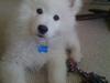 Samojedhund Farko