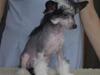 Chinese crested hårløs Secret Brawo Bis