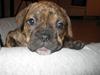 Blanding af racer Bella<3