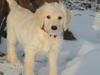 Blanding af racer Valder (yy)<3 solgt. [Tidl. hund]