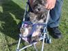 Cairn terrier shadow