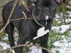Fransk bulldog Albert Min Lille Himmelhund