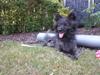 Blanding af racer chico [Tidl. hund]