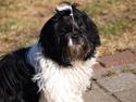 Shih tzu Manse