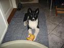 Karelsk bjørnehund Fie