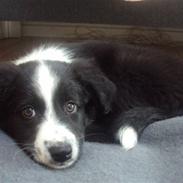 Border collie Lucky