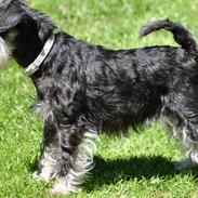 Dvaergschnauzer Gabbi