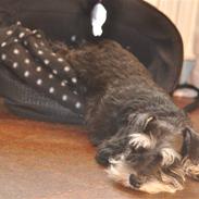 Dvaergschnauzer Gabbi