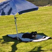 Dvaergschnauzer Gabbi