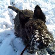 Skotsk terrier Madonna