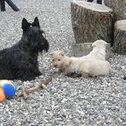 Skotsk terrier Madonna