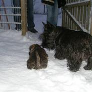 Skotsk terrier Madonna