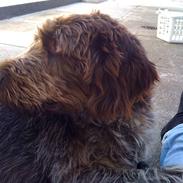 Ruhåret hønsehund Rojs