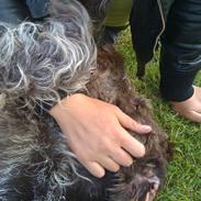 Ruhåret hønsehund Rojs