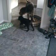 Ruhåret hønsehund Rojs