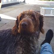 Ruhåret hønsehund Rojs