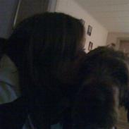 Ruhåret hønsehund Rojs