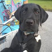 Blanding af racer Diezel