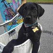 Blanding af racer Diezel