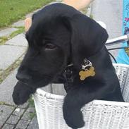 Blanding af racer Diezel