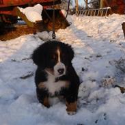 Berner sennenhund Selma