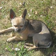 Chihuahua Armani
