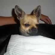 Chihuahua Armani
