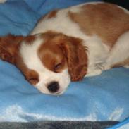 Cavalier king charles spaniel Smilla