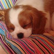 Cavalier king charles spaniel Smilla