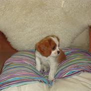 Cavalier king charles spaniel Smilla
