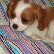 Cavalier king charles spaniel Smilla