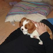 Cavalier king charles spaniel Smilla