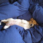Jack russell terrier Mille