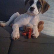 Blanding af racer Gaia