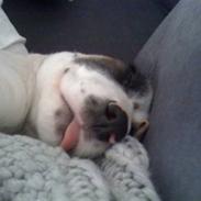 Blanding af racer Gaia