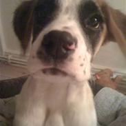 Blanding af racer Gaia