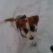 Blanding af racer Gaia