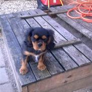 Cavalier king charles spaniel Balou