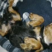 Cavalier king charles spaniel Balou