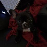Fransk bulldog freya