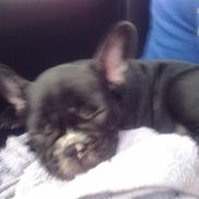 Fransk bulldog freya